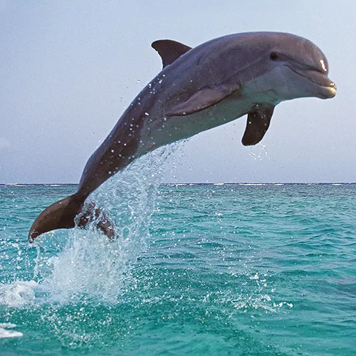 bottlenose dolphin jumping out of the ocean