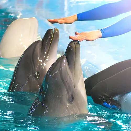 Dolphins with a Trainer at an amusement park