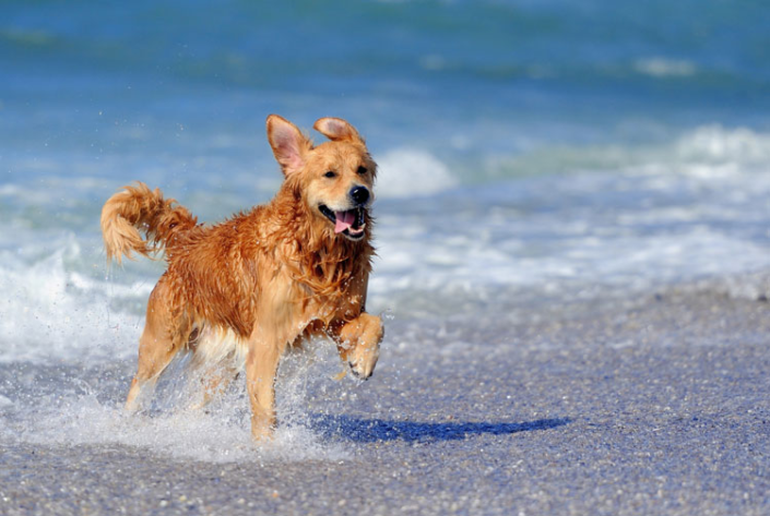 Golden Retriever dog playing on the beach